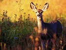 webshots324