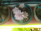 Gymnocalycium