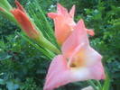 DSC00705