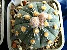 Astro.asterias hb.