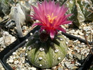 astrophytum_asterias_hb.fl.rosie_1