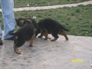 catei ciobanesc german