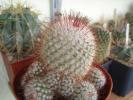 mammillaria_bombycina2