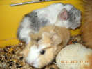 porcusor nascut 09.01.2010