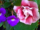 Picture 008