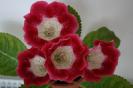 sinningia speciosa (gloxinia)