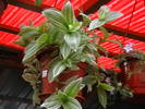 Picture 018