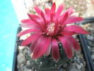 Gymnocalycium- floare rosie - 06.06