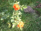trandafiri-portocalii
