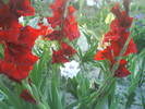 DSC00537