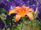 Crin-Hemerocallis Fulva