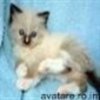 animale__avatare-cu-pisicute-17_jpg_85_cw85_ch85