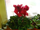 cyclamen