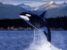 nature wallpapers (88)