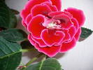 Flori 2009 013