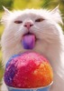slurpee-tongue-cat