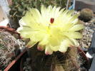 Notocactus ottonis - 18.06