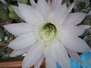 floare roz de Echinopsis - 18.06