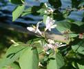 Lonicera