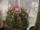 fructe melocactus peruvianus