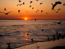 Seagulls Crowding at Dawn 1