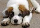 Saint Bernard