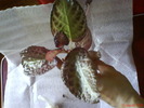 Episcia Georgia Peach