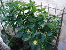 DSC09515