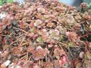 Sedum anacampseros purpuriu