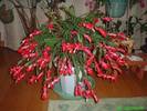 schlumbergera_truncata Q1