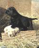 PUPPIE~1