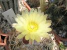 floare de Coryphantha retusa