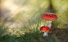 nature_polka_mushrooms_Fliegenpilz_wds_1680x1050