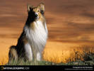 DOG LASSIE 1