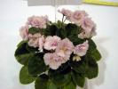 Robs_Pink_Puff_2005avsa