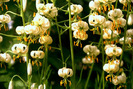 FLOWERS2