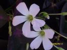 flori de oxalis