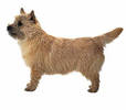 cairn_terrier