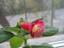 Kohleria  Flashdance 5