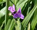 Tradescantia andersoniana