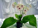 Scented_Streptocarpus_2005avsa