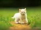 avatar pisicute 32095