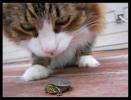 turtle_pursuit_by_fa_chanpng