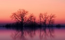696_treesatdusk_1440x900