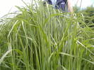 DSCF6096