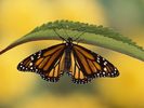 Monarch Butterfly