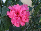 Hibiscus Mrs George Davis 5
