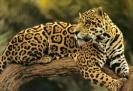 leopard in copac