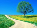 Spring_Road_1024