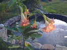 brugmansia "penelopica"